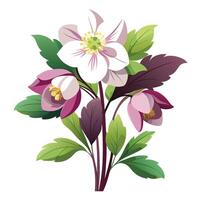 Botanical Rendering of a Hellebore Plant in Full Bloom with Green Leaves and Stems vector