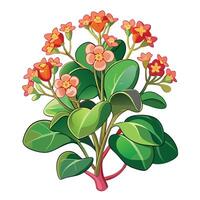 Vibrant Kalanchoe Plant with Brightly Colored Flowers and Leaves in a Natural Setting Isollated with a White Background vector