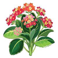 Botanical Rendering of a Kalanchoe Plant in Full Bloom with Green Leaves and Stems vector