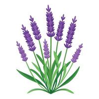 Botanical Rendering of a Lavender Plant in Full Bloom with Green Leaves and Stems Isollated with a White Background vector