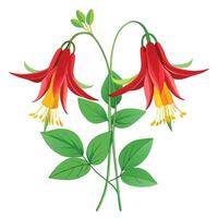 Wild Columbine Plant with Pink Flowers and Green Leaves in a Garden Setting vector