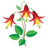 Detailed Illustration of a Wild Columbine Plant with White Petals and Long Stems vector