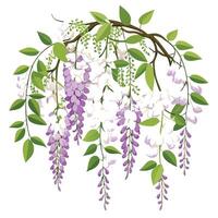 Wisteria Vine with Yellow Flowers and Green Leaves in a Garden Setting vector