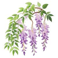 Detailed Illustration of a Wishbone Flower with White Petals and Long Stems vector