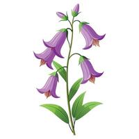 Bellflower with Pink Flowers and Green Leaves in a Garden Setting vector
