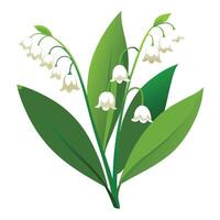 Botanical Rendering of a Lily of the Valley Plant in Full Bloom with Green Leaves and Stems vector