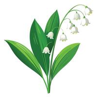 Vibrant Lily of the Valley Plant with Brightly Colored Flowers and Leaves in a Natural Setting Isollated with a White Background vector