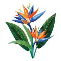 Vibrant Bird of Paradise Plant with Brightly Colored Flowers and Leaves in a Natural Setting Isollated with a White Background vector