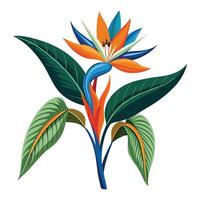 Beautiful Bird of Paradise Plant with Exotic Flowers and Leaves Isollated with a White Background vector