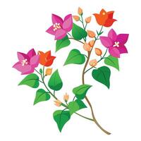 Vibrant Bougainvillea Vine with Brightly Colored Flowers and Leaves in a Natural Setting vector