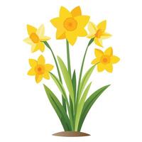 Daffodil Plant with Pink Flowers and Green Leaves in a Garden Setting Isollated with White Background vector