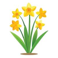 Daffodil Plant with Purple Flowers and Green Leaves in a Garden Setting Isollated with a White Background vector