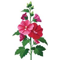 Hollyhock Plant with Purple Flowers and Green Leaves in a Garden Setting vector