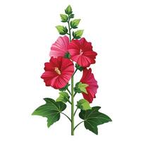 Beautiful Hollyhock Plant with Tall Stems and Colorful Flowers vector