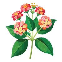 Lantana Plant with Pink Flowers and Green Leaves in a Garden Setting vector