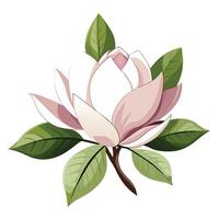 Magnolia Flower with Purple Petals and Green Leaves in a Garden Setting vector