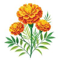 Marigold Plant with Pink Flowers and Green Leaves in a Garden Setting vector