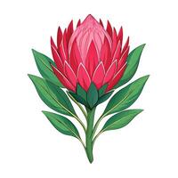 Vibrant Protea Flower Plant with Brightly Colored Flowers and Leaves in a Natural Setting vector