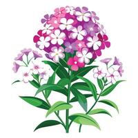 Intricate Details of a Phlox Plant in a Natural Setting with Wildflowers and Butterflies vector
