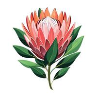 Beautiful Protea Plant with Large Leaves and Flowers vector