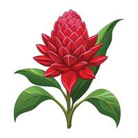 Beautiful Torch Ginger Flower with Red Flowers and Leaves vector