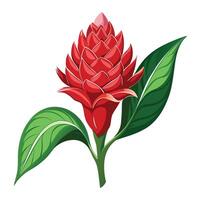 Botanical Depiction of a Torch Ginger Flower in Full Bloom with Green Leaves and Stems vector