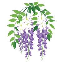 Vibrant Wisteria Flower with Brightly Colored Flowers and Leaves in a Natural Setting vector