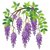 Beautiful Wisteria Vine with Cascading Flowers and Leaves vector