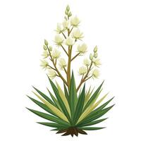Botanical Depiction of a Yucca Plant in Full Bloom with Green Leaves and Stems vector