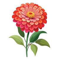 Vibrant Zinnia Plant with Brightly Colored Flowers and Leaves in a Natural Setting Isollated with a White Background vector
