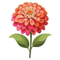 Beautiful Zinnia Plant with Large Flowers and Leaves Isollated with a White Background vector