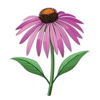 Detailed Illustration of an Echinacea Plant with White Petals and Long Stems Isollated with a White Background vector