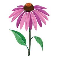 Echinacea Plant with Pink Flowers and Green Leaves in a Garden Setting Isollated with a White Background vector