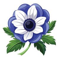 Anemone Flower Plant with Purple Flowers and Green Leaves in a Garden Setting vector