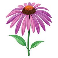 Echinacea Plant with Yellow Flowers and Green Leaves in a Garden Setting Isollated with a White Background vector