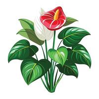 Vibrant Anthurium Plant with Brightly Colored Flowers and Leaves in a Natural Setting vector