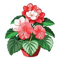 Vibrant Begonia Plant with Brightly Colored Flowers and Leaves in a Natural Setting vector