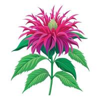 Vibrant Bee Balm Plant with Brightly Colored Flowers and Leaves in a Natural Setting vector