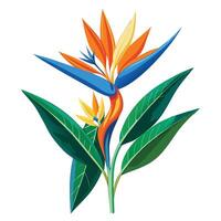 Vibrant Bird of Paradise Plant with Brightly Colored Flowers and Leaves in a Natural Setting Isollated on a White Background vector