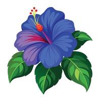 Beautiful Blue Hibiscus Flower with Large Blue Petals and Green Leaves vector