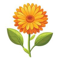 Calendula Flower with Pink Petals and Green Leaves in a Garden Setting vector