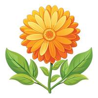 Detailed Illustration of a Calendula Flower with White Petals and Long Stems vector
