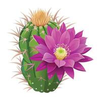Cactus Flower in Full Bloom with Purple Petals and Green Leaves in a Garden Setting vector
