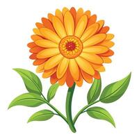 Calendula Flower with Purple Petals and Green Leaves in a Garden Setting vector