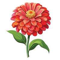 Detailed Illustration of a Colorful Zinnia Plant with White Petals and Long Stems vector