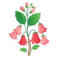 Detailed Illustration of a Coral Bell Plant with White Petals and Long Stems vector