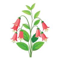 Coral Bell Plant with Pink Flowers and Green Leaves in a Garden Setting vector
