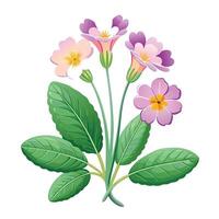 Vibrant Delicate Primrose Plant with Brightly Colored Flowers and Leaves in a Natural Setting vector
