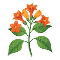 Botanical Illustration of a Firecracker Flower in Full Bloom with Green Leaves and Stems vector