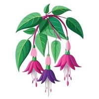 Vibrant Fuchsia Plant with Brightly Colored Flowers and Leaves in a Natural Setting vector